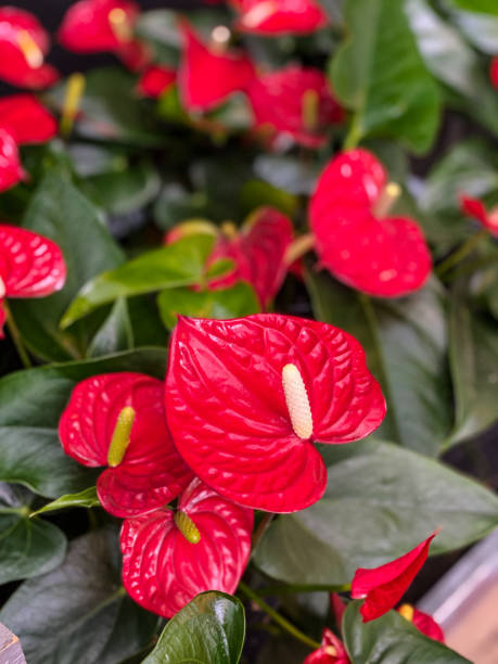 istock Red Anthurium in flower shop. 1389262575