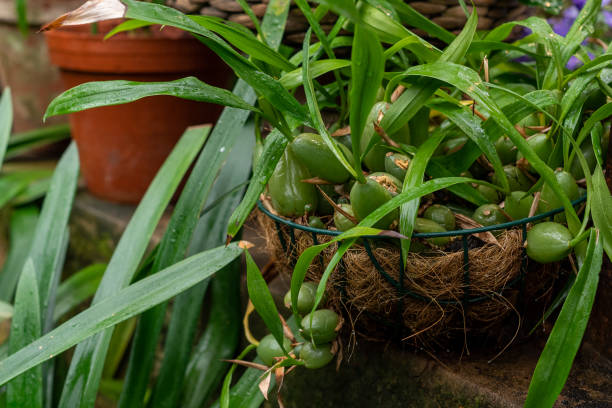 Green tropical plant growing in greenhouse Green tropical plant growing in greenhouse encyclia orchid stock pictures, royalty-free photos & images