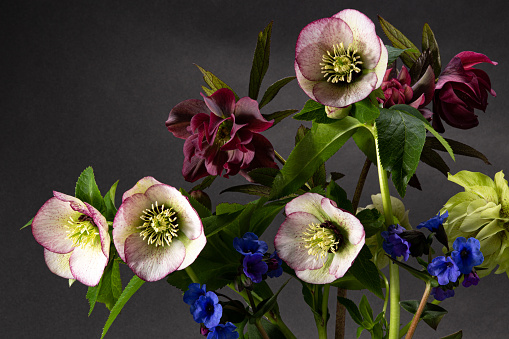 Hellebore flowers are very beautiful with abundant colors and petal shapes.
