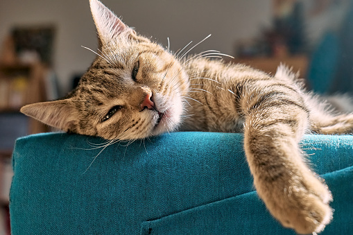 Cute tabby cat sleeping on blue sofa with yellow pillow . Funny home pet. Concept of relaxing and cozy wellbeing. Sweet dream.