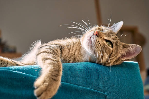 mignon chat tigré dormant sur un canapé bleu avec oreiller jaune. drôle d’animal domestique. concept de bien-être relaxant et confortable. doux rêve. - moustaches animales photos et images de collection