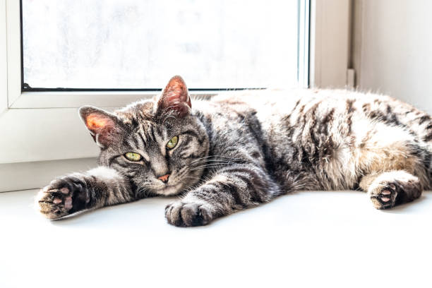 istock A cute gray tabby cat looking at the camera 1389265417