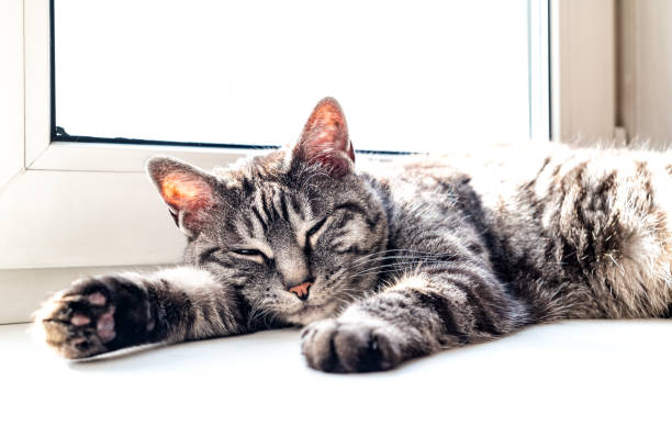 istock Gray domestic tabby cat sleeping near window 1389265420