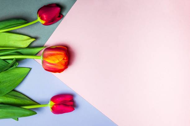 istock Festive flower concept with blank text space red tulips on light pink and gray space geometry background. Flat layout. View from above 1389266562