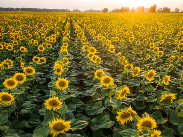 istock Rows of sunflowers in the evening 1389266744