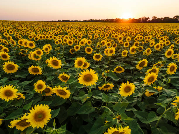 istock Sunflowers field on sunset 1389266749