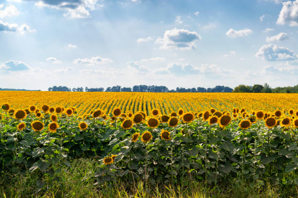 Rows of sunflowers stock photo