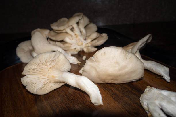 a close up shot of oyster mushrooms. pleurotus ostreatus, the oyster mushroom, oyster fungus, or hiratake, is a common edible mushroom. - mushroom stem cap plate imagens e fotografias de stock