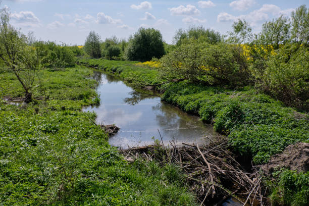 piccolo fiume con diga di castori - riparian forest foto e immagini stock