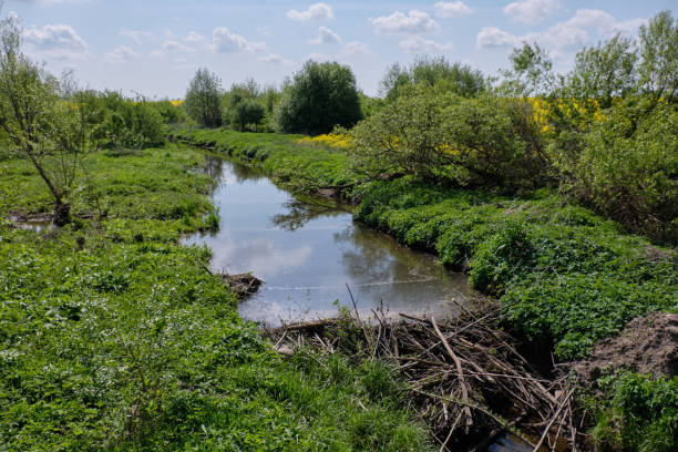 Small river with beavers dam Small river with beavers dam in springtime midday, Podlaskie Voivodeship, Poland, Europe beaver dam stock pictures, royalty-free photos & images