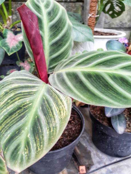 istock Caladium Potted Plant 1389269985