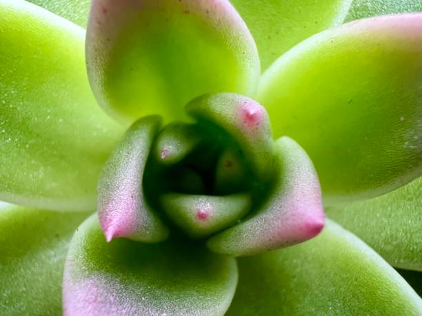 istock Green and pink succulent close-up from above 1389270058