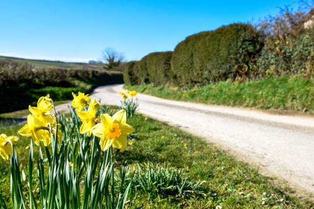 Springtime daffodil flowers growing in the countryside Springtime daffodil flowers growing in the countryside grass shoulder stock pictures, royalty-free photos & images