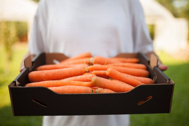 Farmer holding paper box full of fresh raw vegetables