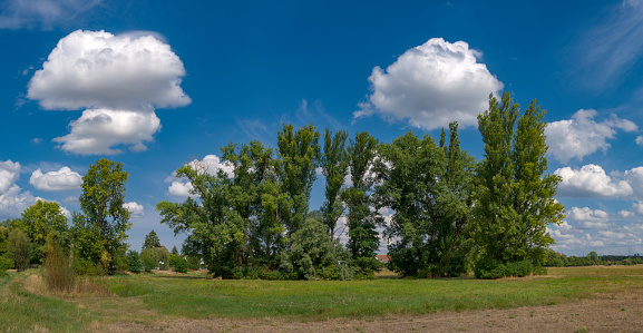 Panoramic photo of a group of deciduous trees in summer with good weather and light clouds
