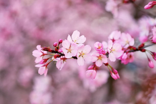 istock Pink flowers of japanese cherry tree 1389271484