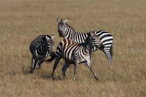 istock Zebra in the  Masai Mara Game Reserve 1389272439