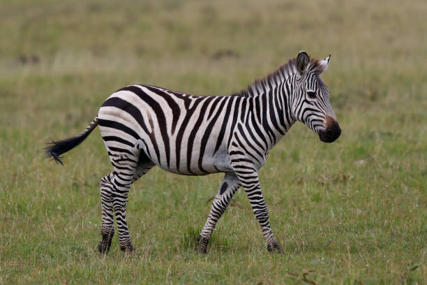 istock Zebra in the  Masai Mara Game Reserve 1389272456