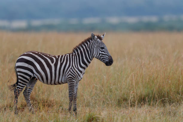 istock Zebra in the  Masai Mara Game Reserve 1389272476