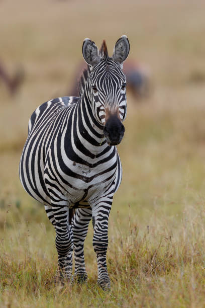 istock Zebra in the  Masai Mara Game Reserve 1389272491