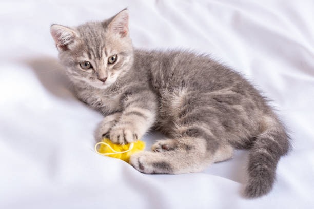 un gatito juguetón yace en casa sobre una manta blanca en la cama y abraza a su amado juguete amarillo esponjoso. - enfold fotografías e imágenes de stock