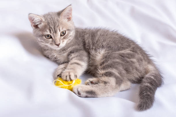 un chaton enjoué est allongé à la maison sur une couverture blanche sur le lit et embrasse son jouet jaune moelleux bien-aimé. - enfold photos et images de collection