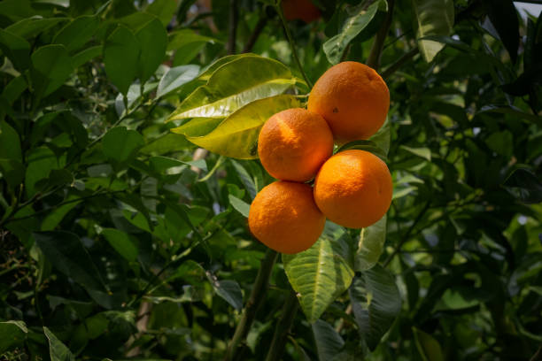 Bitter oranges 1 stock photo
