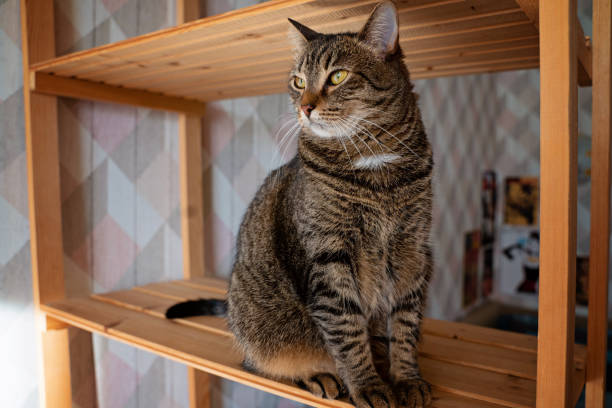istock Skeptic surprised cat thinking big eyes 1389273654