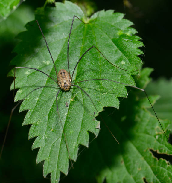 istock A Harvestman, order Opiliones. 1389273809