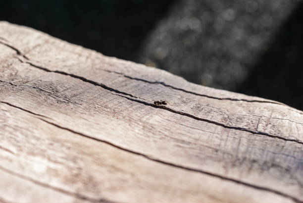 Old wood edge background. Cracked wood . Ant walking on wood.