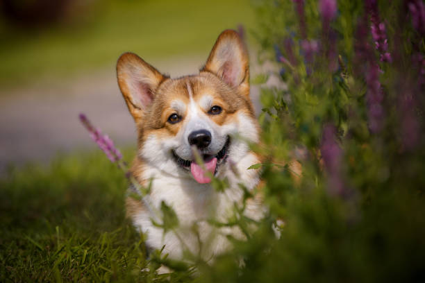 istock Welsh corgi dog with flowers 1389274722