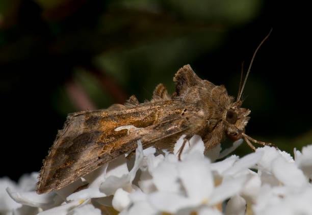 istock The Crescent Moth, Celaena Leucostigma. 1389274929