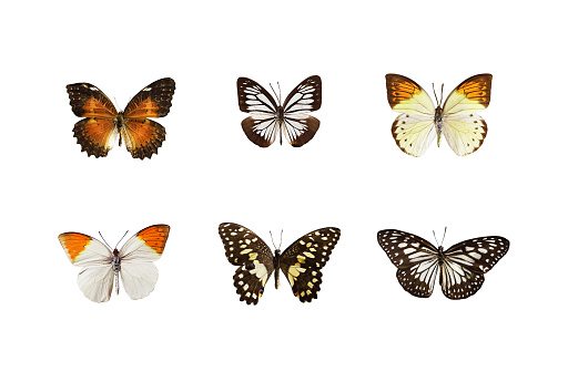Set of butterflies isolated on white