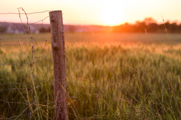 istock Wheat filed in golden hour 1389278554