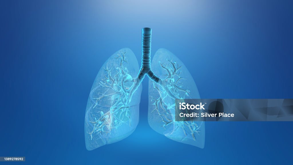 Lung with trachea loop medical background Lung Stock Photo