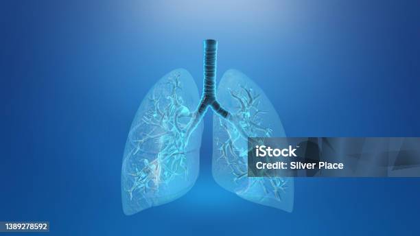 Lung With Trachea Loop Medical Background Stock Photo - Download Image Now - Lung, Illustration, Human Lung