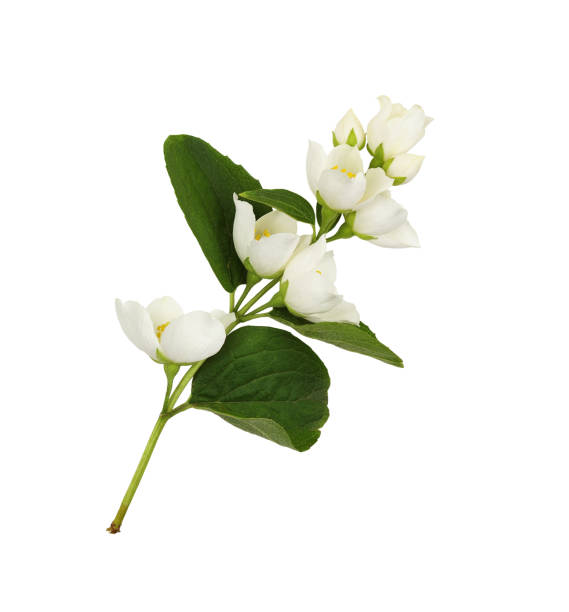 istock Jasmine (Philadelphus) flowers and leaves isolated 1389278802
