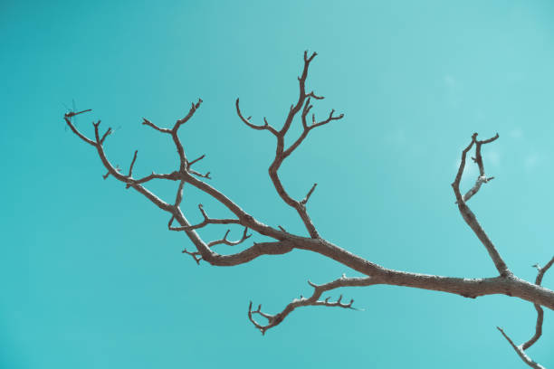 istock Dry tree branch on blue sky abstract background. Nature and environment concept. 1389278911