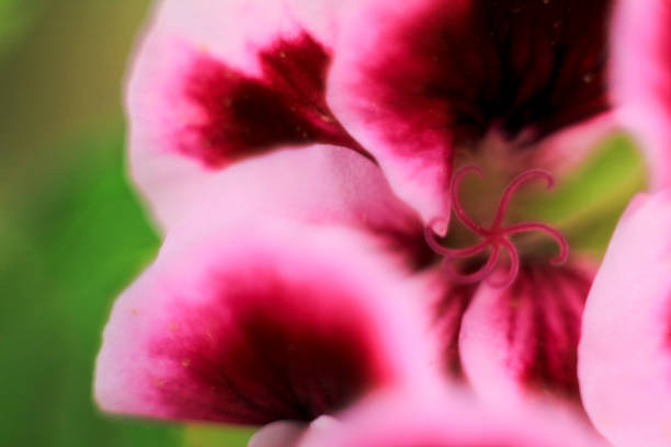 istock Scented Geranium Pelargonium Crispum flower 1389282755
