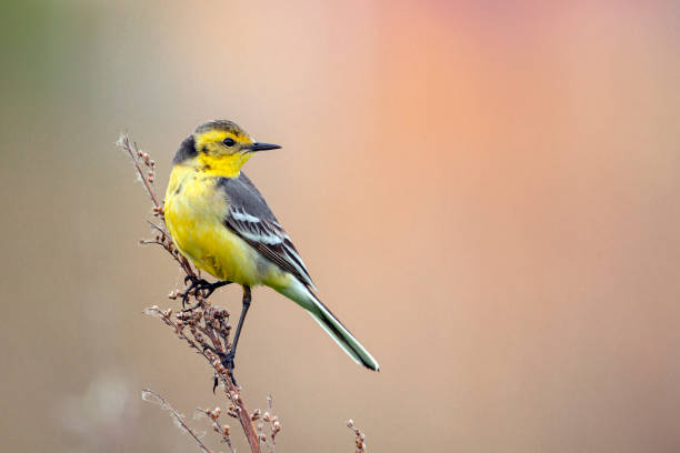 istock Citrine Wagtail. Birds of Central Russia. 1389282944