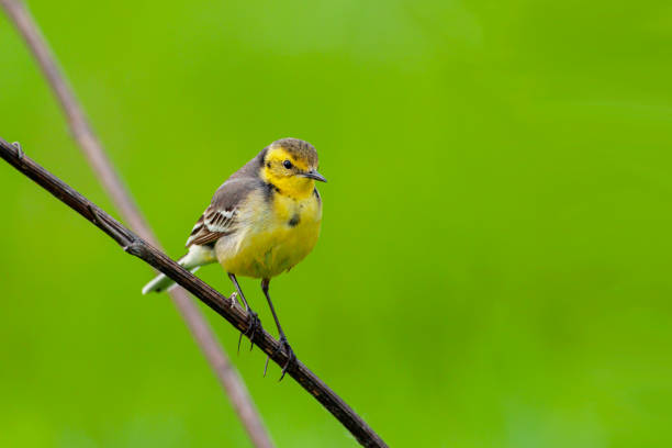 istock Citrine Wagtail. Birds of Central Russia. 1389282957