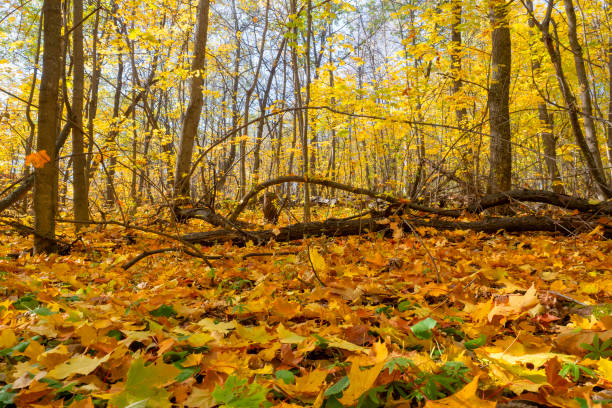 istock Autumn forest. Trees with yellow foliage. Leaf fall. 1389285063