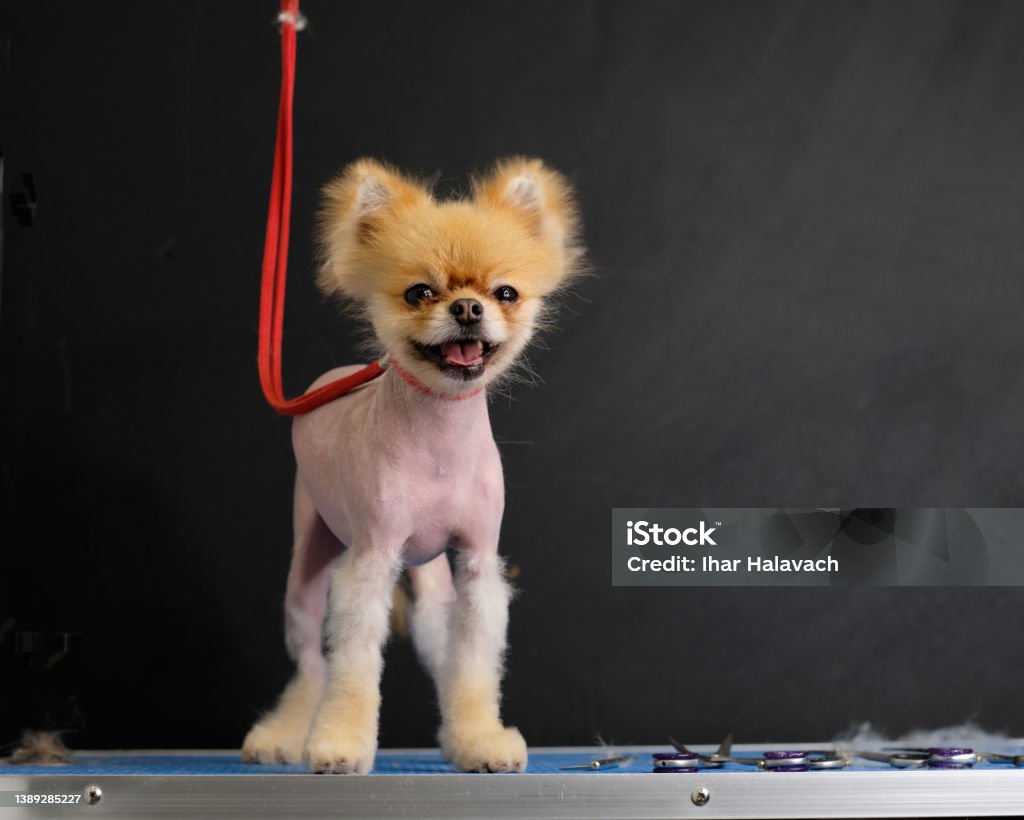 A Dog With Alopecia Hair Loss The Courtship Pomeranian Baldness In Dogs  Stock Photo - Download Image Now - iStock