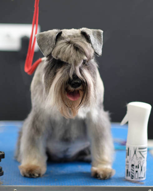 istock Miniature schnauzer on the grooming table close-up 1389285239