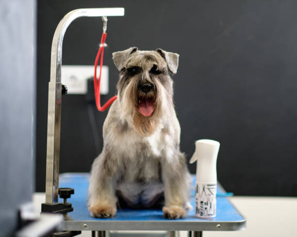 istock Miniature schnauzer sits on the table after grooming 1389285242