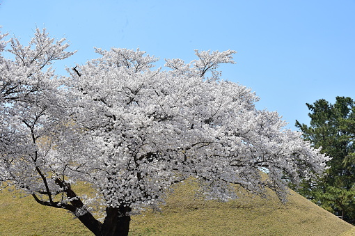 Cherry blossoms in full bloom at the Daereungwon Ancient Tombs in Gyeongju, South Korea