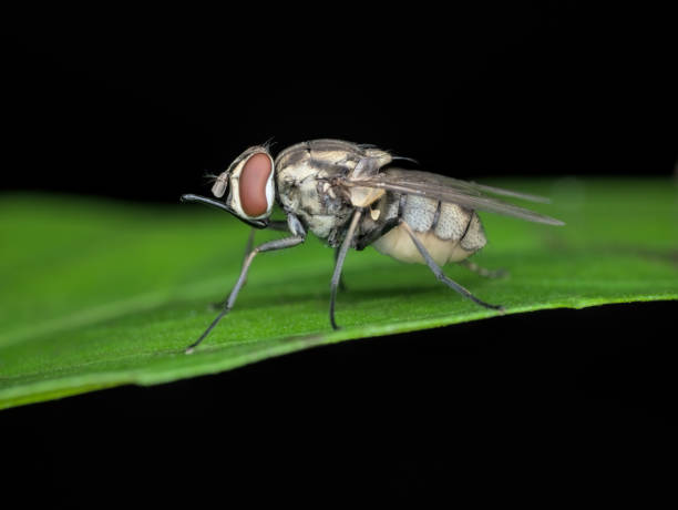 istock house flies with long mouth sucker 1389287397