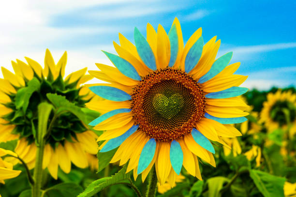 istock Ukrainian flag on sunflower. 1389287649