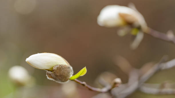 magnolia blossom on a branch. blooming flower of white magnolia tree on a blurred background. close-up - focus on foreground magnolia branch blooming imagens e fotografias de stock