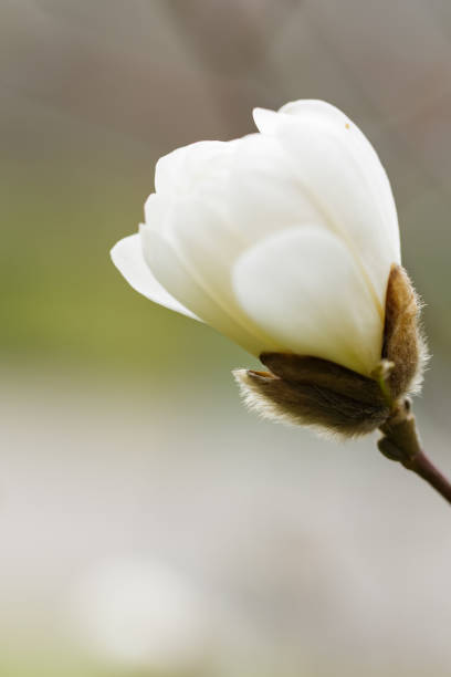 magnolia blossom on a branch. blooming flower of white magnolia tree on a blurred background. close-up - focus on foreground magnolia branch blooming imagens e fotografias de stock